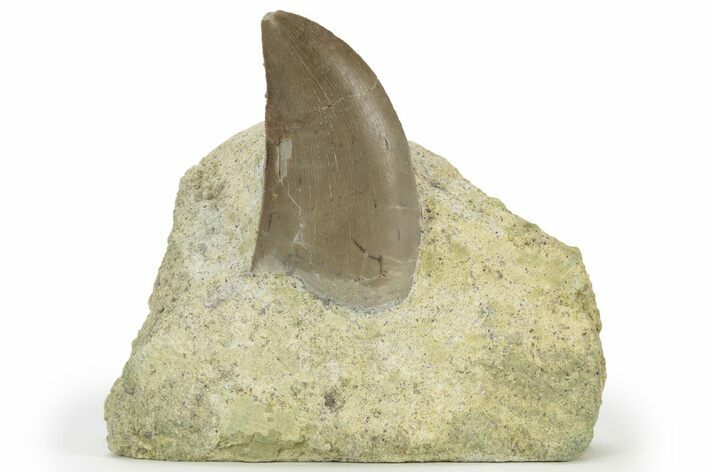 Serrated Dinosaur (Allosaurus) Tooth - Colorado #218327